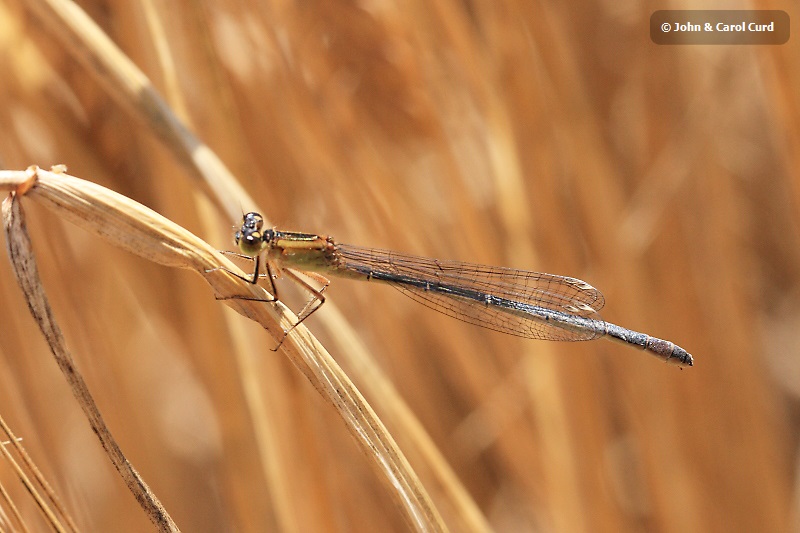 IMG_1327 Ischnura elegans.JPG